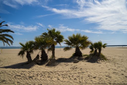A beautiful small palm trees on a sandy beach with a cloudy blue sky in the background