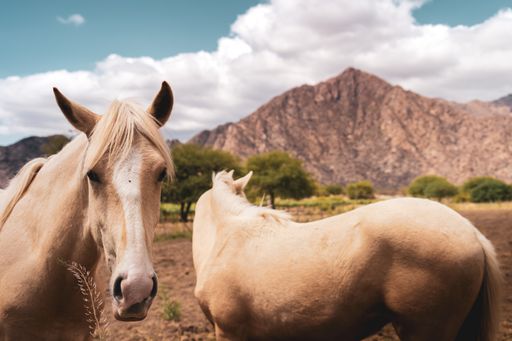 A close-up shot of two horses standing in grassland in bright sunlight against mountains and blue cloudy sky