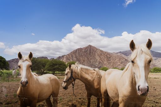 A close-up shot of three horses standing in grassland in bright sunlight against mountains and blue cloudy sky