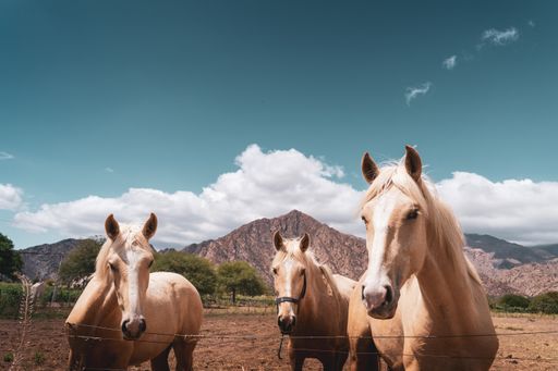 A close-up shot of three horses standing in grassland in bright sunlight against mountains and blue cloudy sky