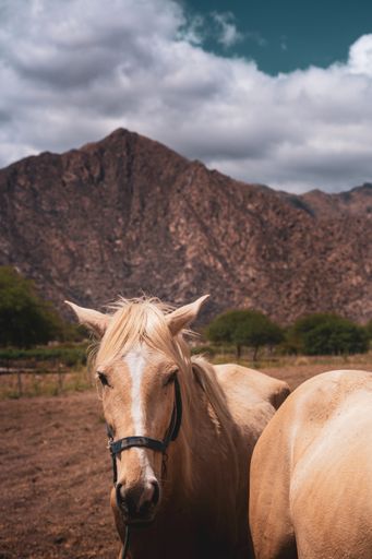 A close-up shot of a beautiful horse standing in grassland in bright sunlight against mountains and blue cloudy sky