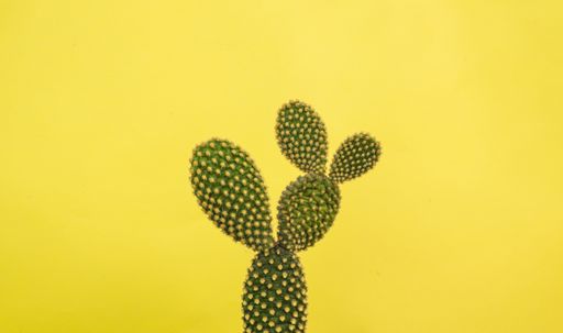 A closeup shot of a cactus plant behind a yellow background