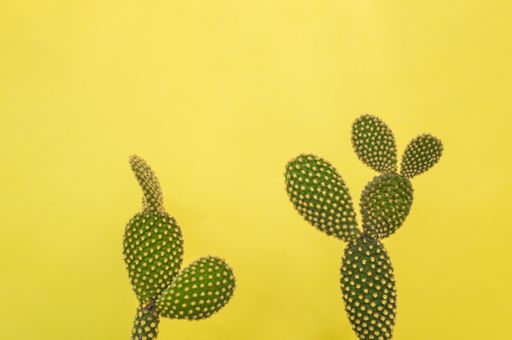 A closeup shot of a cactus plant behind a yellow background