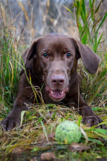 A portrait of a cute chocolate Labrador Retriever in the grass