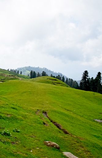 A vertical shot of the green Tolipeer Meadows on the background of pine forests, Pakistan