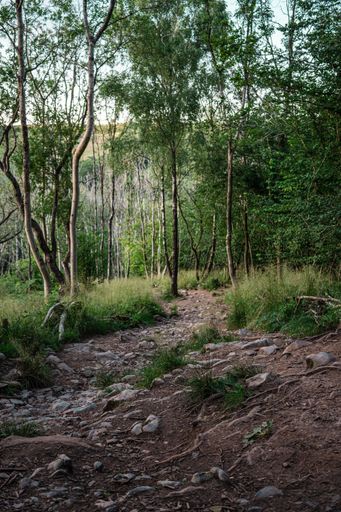 A vertical shot of a dirt trail through the woods in Cheddar, England