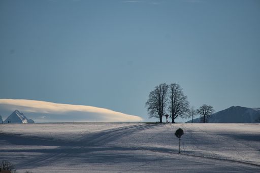 A closeup shot of a snowy field and trees in a winter season in Switzerland