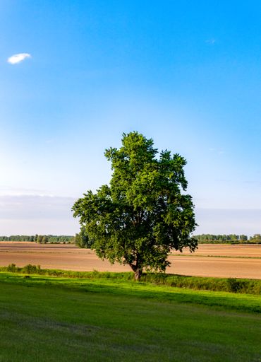 A vertical shot of a green tree in the middle of a green field with blue sky