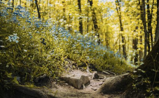 A selective closeup shot of a field of blue flowers with green leaves in the forest