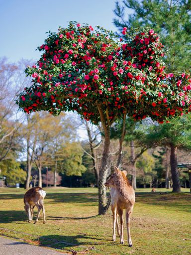 A vertical shot of deer under a blooming tree in Nara, Japan