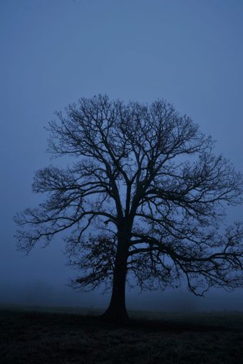 An oak tree in a field in winter dusk in Missouri