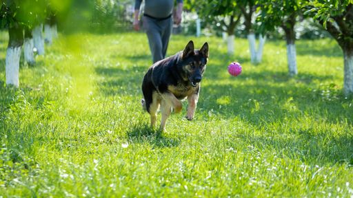 A german shepherd dog playing with a toy on the grass