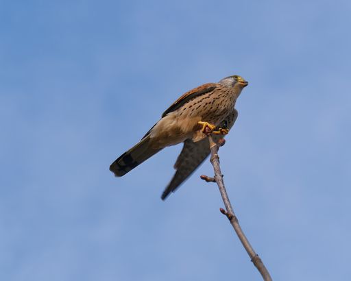 A low angle shot of a beautiful Common Kestrel standing on a thin tree branch under the blue sky