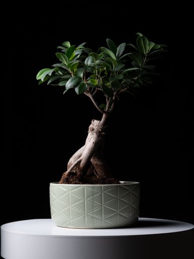 A vertical shot of a bonsai on a white table against a black background