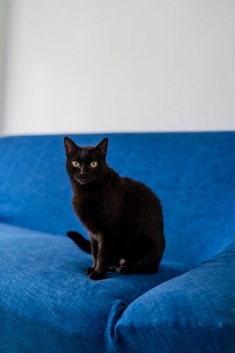 A vertical closeup shot of the black cat sitting on the blue sofa