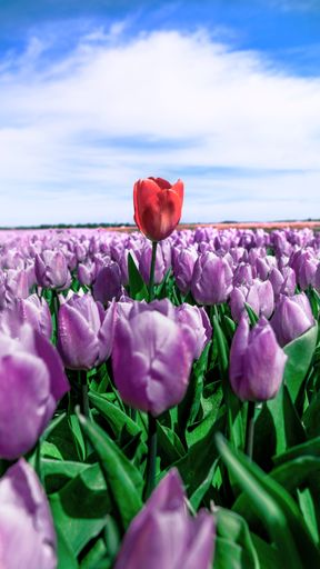 A vertical shot of a bunch of beautiful purple tulips with one red tulip blooming in a field