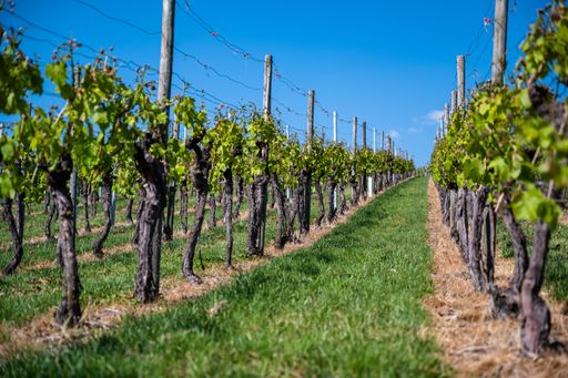 A beautiful scenery of a vineyard under a clear blue sky during daytime