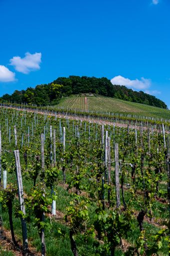 A beautiful scenery of a vineyard under a clear blue sky during daytime