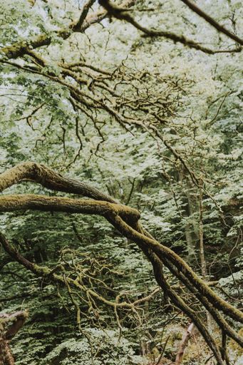 A closeup shot of the green trees under a sunlight