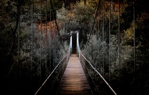 A beautiful horizontal shot of a long bridge surrounded by high trees in the forest