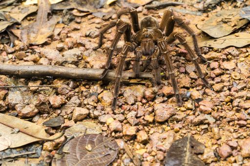 A Goliath bird-eating spider Theraphosa blondi in daylight, crossing a path in a tropical rainforest., South America, French Guiana, France,