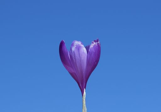 A closeup shot of a beautiful crocus flower with a blue background
