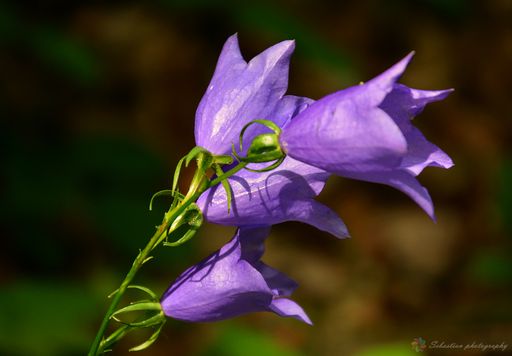 A selective focus shot of purple bell flowers outdoors during daylight