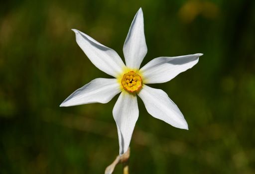 A closeup of a beautiful wild daffodil in a field under the sunlight
