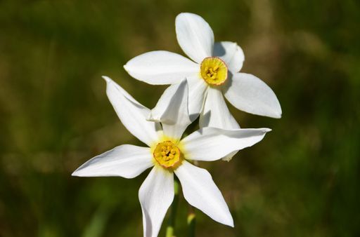 A closeup of beautiful wild daffodils in a field under the sunlight