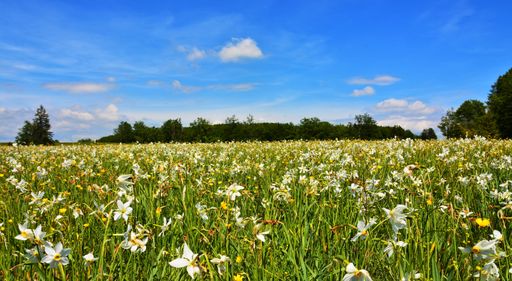 the wild white-yellow daffodils in a green field with trees