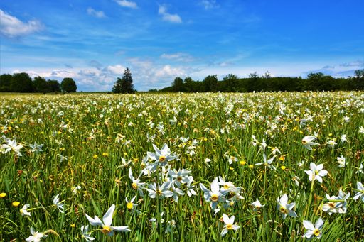 the wild white-yellow daffodils in a green field