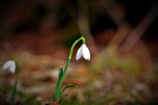 A selective focus shot of a small white snowdrop growing on the soil