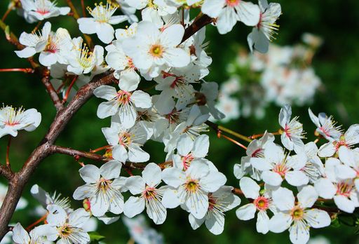 A closeup shot of wax cherry tree branches with flowers