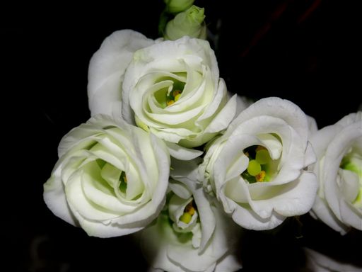 A closeup shot of a bouquet of beautiful white lisianthus flowers with a black background