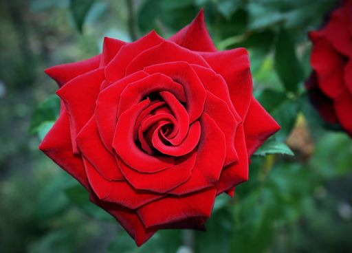 A closeup shot of a beautiful bloomed red rose growing in the garden