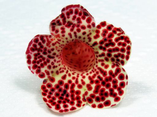 A closeup shot of a kohleria amabilis flower on a white background
