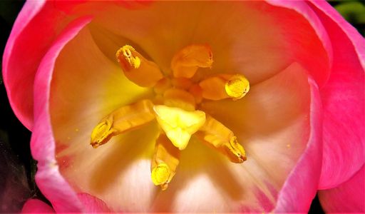 A selective focus shot of the yellow stigma of a pink tulip