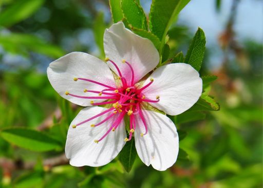 A selective focus shot of a pear blossom flower