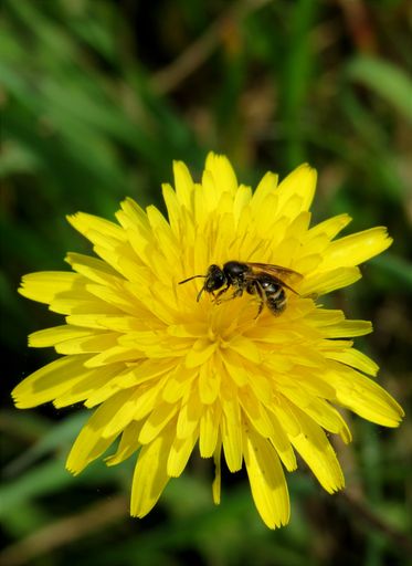 A selective focus shot of a bee sitting on a yellow dandelion