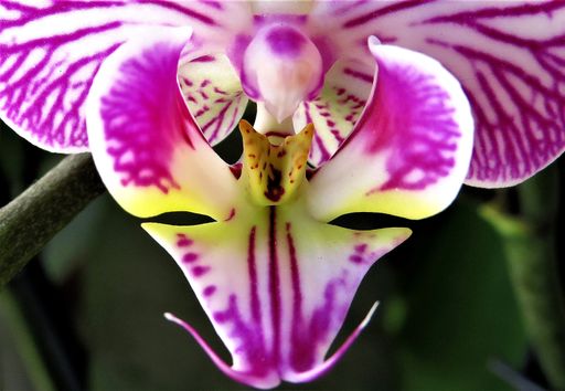 A selective focus shot of the inner petals of a purple and white orchid