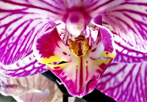A selective focus shot of the inner petals of a purple and white orchid