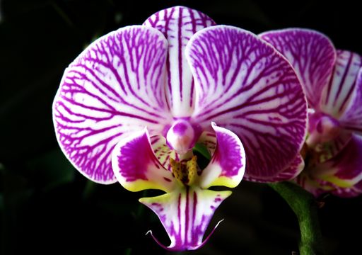 A selective focus shot of a beautiful purple and white orchid