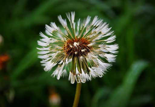 A selective focus shot of a dandelion flower with blurry greenery in the background