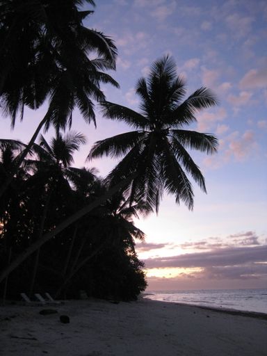 A vertical shot of tropical palm trees on a sandy seashore by the sea during sunset