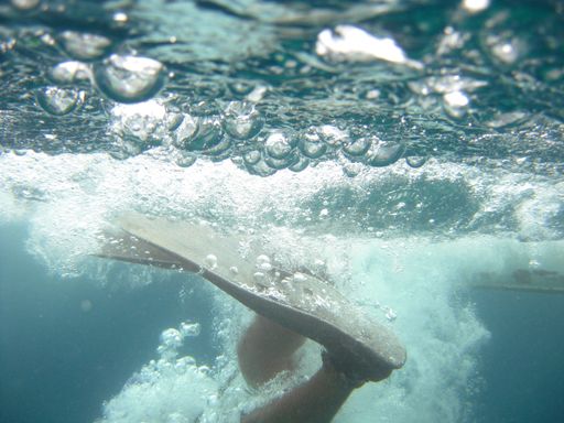 A beautiful shot of a fish in the ocean