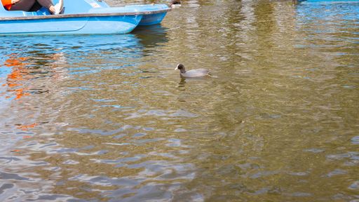 A Canada goose swimming in the lake in London during daytime