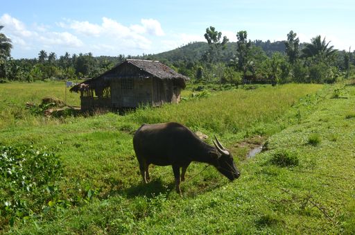 A dark brown water buffalo eating grass near a cabin in a field surrounded by tropical trees