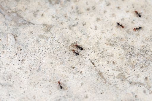 A lot of ants on a concrete surface with cracks