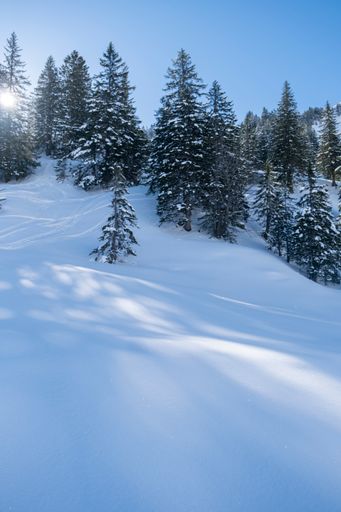 A vertical shot of the beautiful Swiss Alps with fir trees during winter in Switzerland