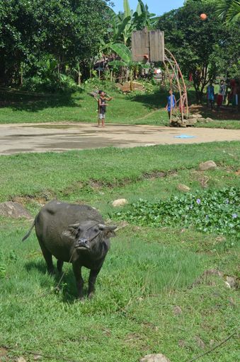 A vertical shot of a dark brown water buffalo eating grass in a field with people playing on the background